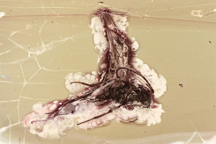 Fossil Ichneumon Wasp (Ichneumonoidea) In Baltic Amber #325352